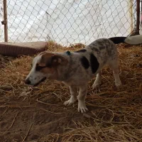 سگ پاکوتاه|سگ|لاهیجان, بازکیاگوراب|دیوار