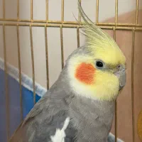 عروس هلندی سخنگو