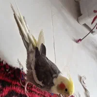 عروس هلندی زیبا و فول اهلی|پرنده|تبریز, |دیوار