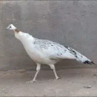 انواع نژاد طاووس|پرنده|تهران, دکتر هوشیار|دیوار