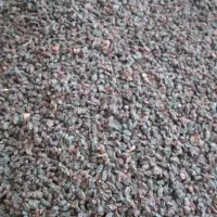 کشمش افتابی|خوردنی و آشامیدنی|ایوان, |دیوار