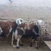 قوچ پلنگی اصل