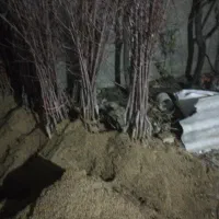 نهال گیلاس|خدمات باغبانی و درختکاری|بجنورد, |دیوار