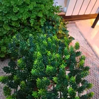 گوپی،آکواریوم،گیاه مصنوعی،غذای ماهی،تور