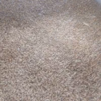 گندم بذری رقم کالیفرنیا