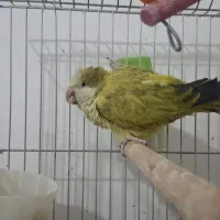 دو عدد عروس هلندی نر و ماده و یک عدد راهب نر