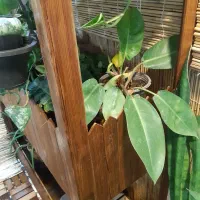 استند گل|گل و گیاه طبیعی|خمینی‌شهر, |دیوار