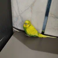 با سلام