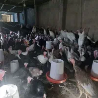 فروش۱۷۰قطعه بوقلمون۶ماهه تمام برنز