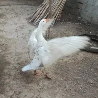 دوتا غاز محلی سالم|حیوانات مزرعه|کلاله, |دیوار