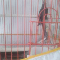 عروس ماده|پرنده|رفسنجان, |دیوار