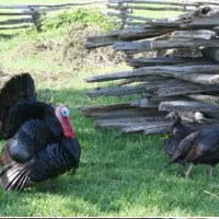 فروش بوقلمون