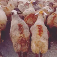 ۶۰راس گوسفند آبستن جوان با۴راس بره|حیوانات مزرعه|موچش, |دیوار