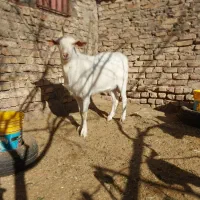 چبش چاق و ۲ بزغاله نر چاق