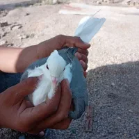 کبوتر دوکتی