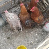 ۴ تا مرغ محلی