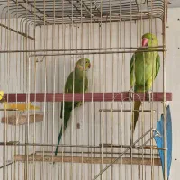 طوطی ملنگو|پرنده|اشنویه, |دیوار