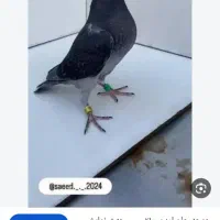 جوجه کبوتر ازم باخت رفته