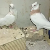 کفتر طوقی کله دم سبز وگرگی کله خال دار سرور|پرنده|نجف‌آباد, نجف‌آباد|دیوار
