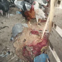 مرغ وبوقلمو