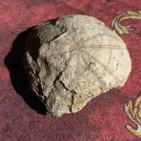 فسیل ستاره دریایی