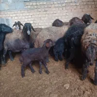 میش زاییده بره گوسفند|حیوانات مزرعه|بن, |دیوار