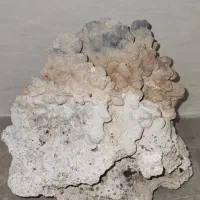 مرجان آکواریومی