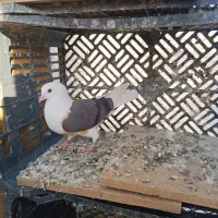 شازده .سرور|پرنده|رباطکریم, نصیرشهر|دیوار