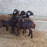 بره ماده قزل افشاری و قره چال