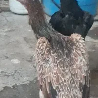 جوجه لاری وتعدای،مرغ ۴تا۶ماه فغان وترک