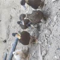 اردک پکنی