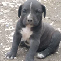 واگذاری آلابای نر و ماده|سگ|گنبد کاووس, |دیوار