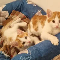 گربه های کوچولو