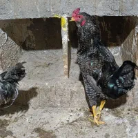 خروس|حیوانات مزرعه|نیشابور, ده حلاج|دیوار