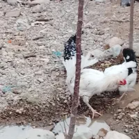 خروس گلین