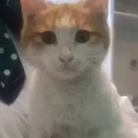 گربه نارنجی|گربه|مشهد, حسینآباد|دیوار