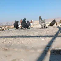 کبوتر بهبونی و شهری