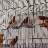 قناری  دارچینی سرخ سوخته سرخ ردفکتور کم رنگ|پرنده|شاهین‌شهر, شهرک ردانی پور|دیوار