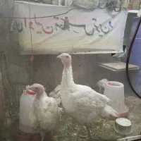 بوقلمون بیوتی ۲ ماهه