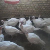 فروش بوقلمون گوشتی|حیوانات مزرعه|دشتابی, |دیوار