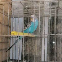 مرغ عشق نر