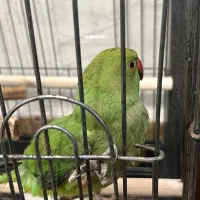 طوطی ملنگو|پرنده|بهبهان, |دیوار