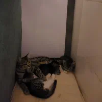 واگذاری رایگان بچه گربه