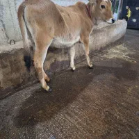 لیشه. گوساله ماده جرسی