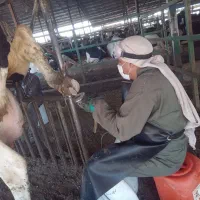 کارشناس دامپروری وسم چینی
