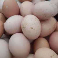 تخم مرغ|خوردنی و آشامیدنی|سبزوار, شرق کال عیدگاه|دیوار