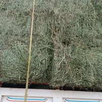 یونجه انباری درجه یک|عمدهفروشی|شیرینسو, |دیوار