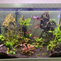 گیاه پلنت انوبیاس|ماهی|تهران, منیریه|دیوار