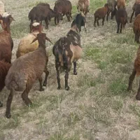 بز جوان