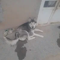 سگ اسکی به فروش میرسد